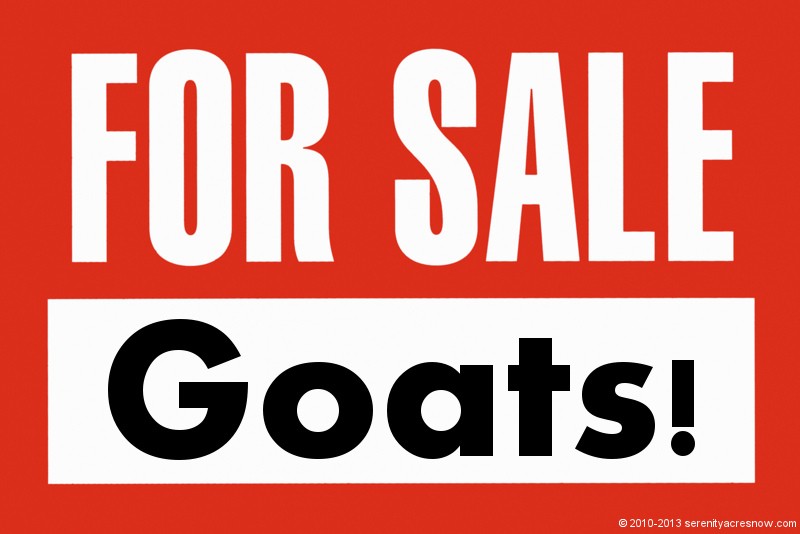 Goats For Sale