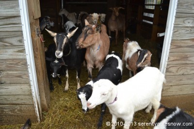 The goats gather at the back door of the barn
