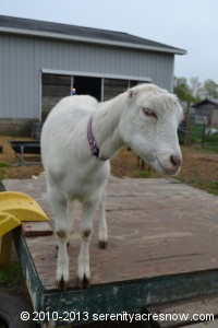 Donna - Gidget's doeling born last Spring