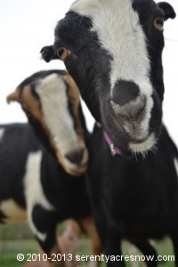 Messycakes in the background, one of her twins Fauna in the foreground