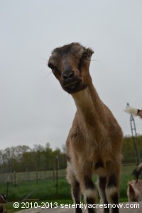 Veronica's doeling, born this Spring, looks quizzically at the camera