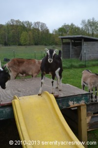 Raven's daughter, who will be named in a contest by George's fellow employees