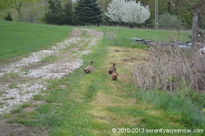 Some of our Khaki Campbell ducks out foraging