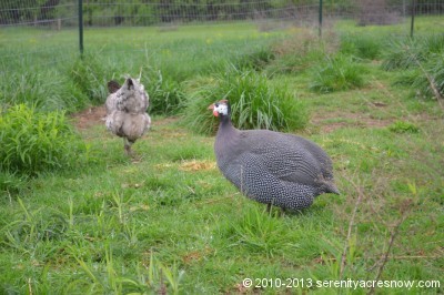 Our Guinea Hen and a Bluebell hen in the background