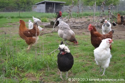 Phyllis Diligent, our Polish Crested hen, is front and center, surrounded by several other hens