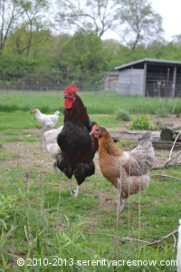 Our Black Copper Maran alpha rooster, along with one of his favorite hens, a Bluebell