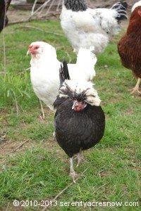 Closeup of Phyllis Diligent and one of our Easter Eggers behind her