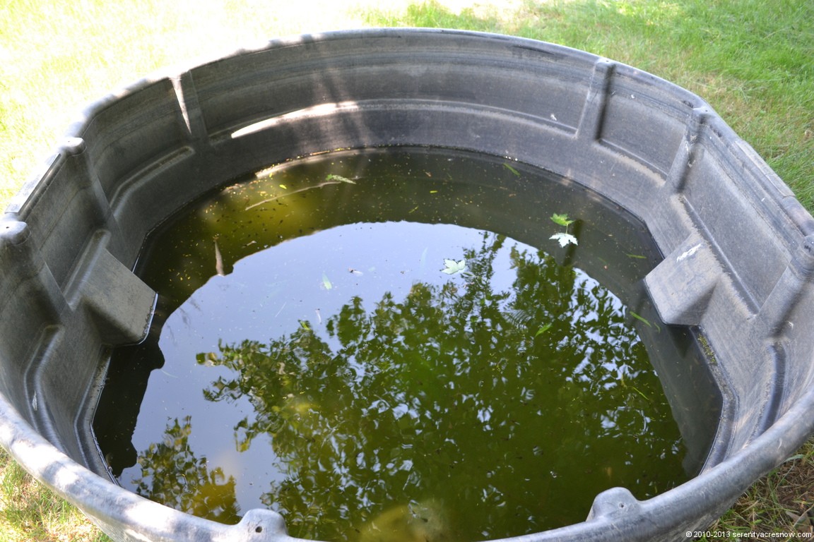 Frog Tank