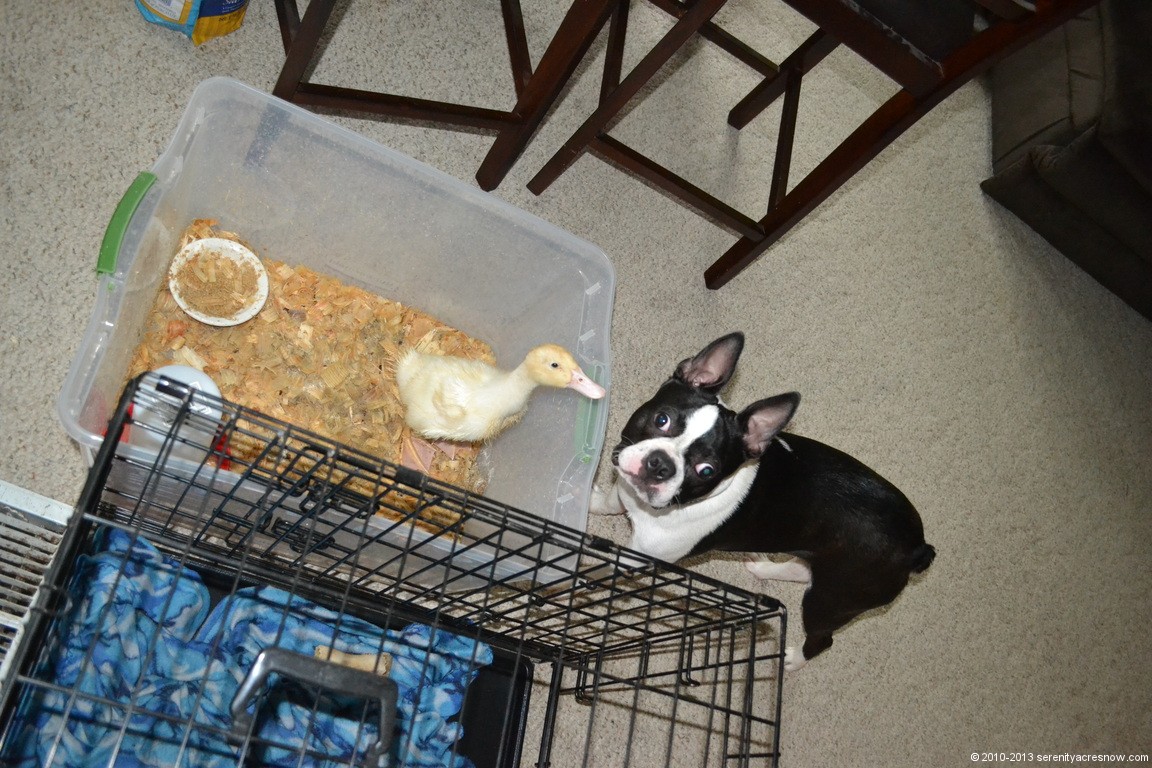 The Dog and The Duckling