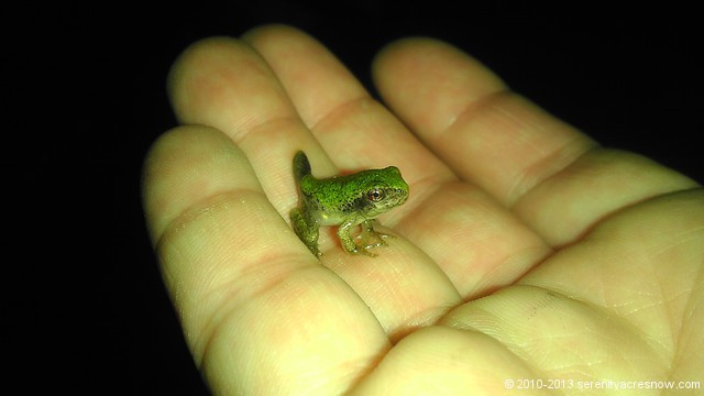 Wee Frog