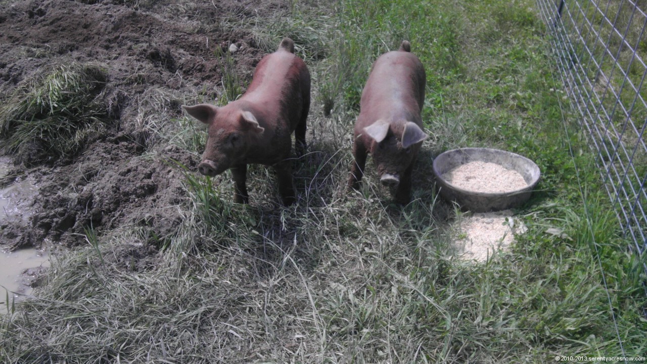 Hamantha and Baconetta