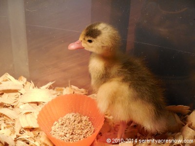 Our little duckling when we brought her in the house - almost three days old in this photo