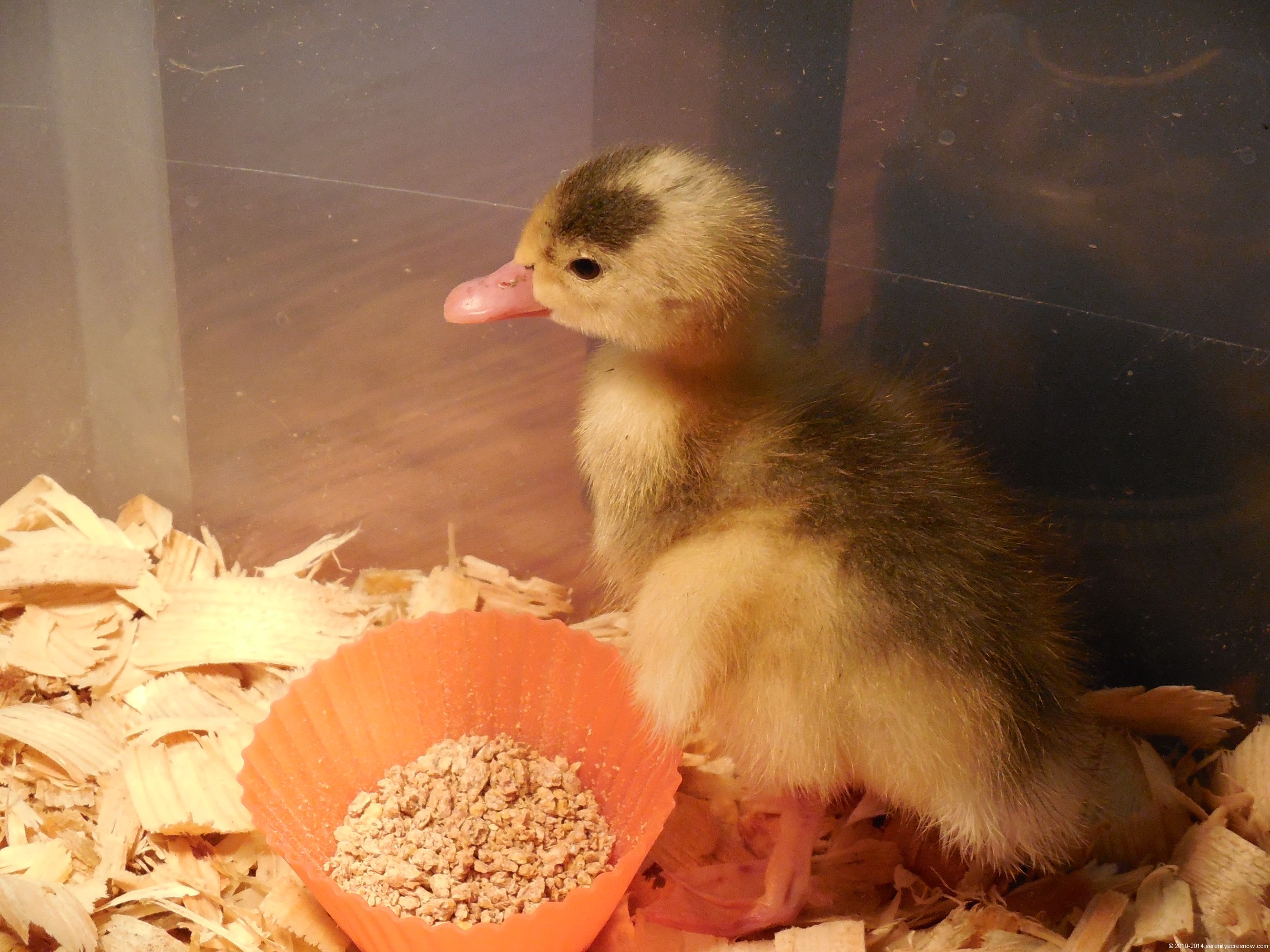 Duckling Update