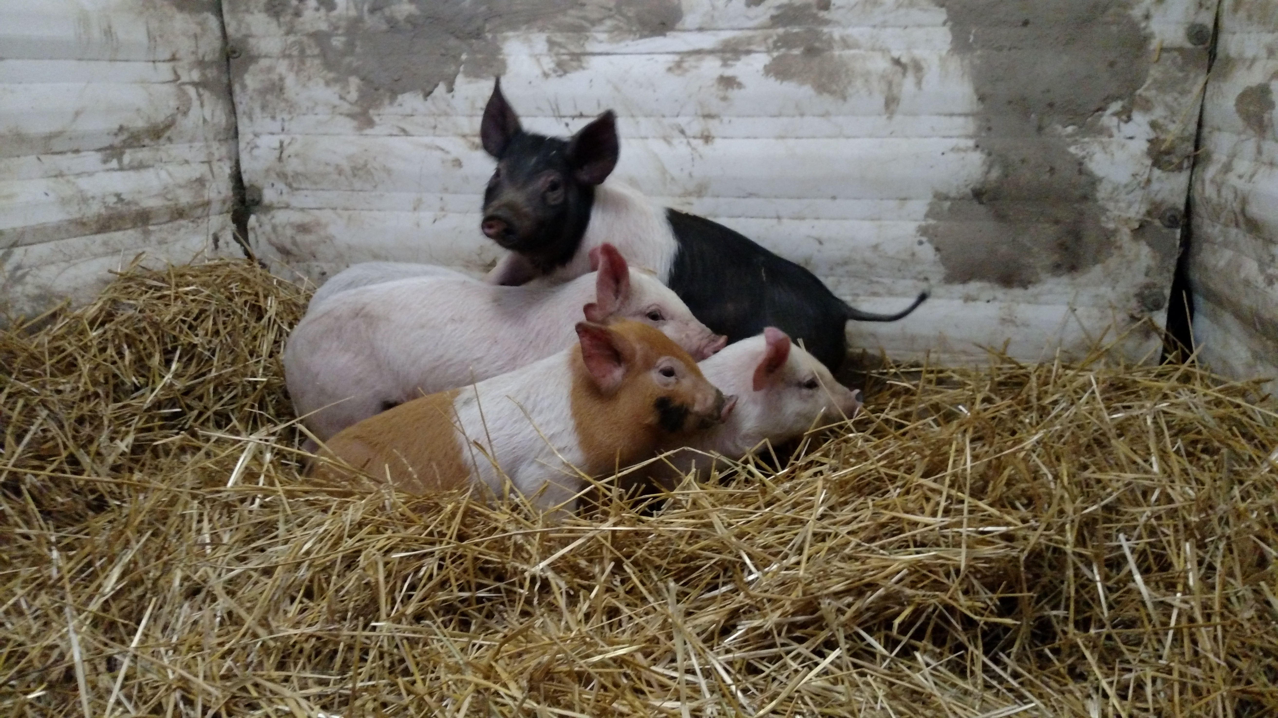 Peeg Cuteness