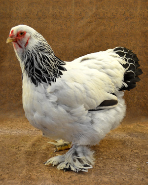 brahma