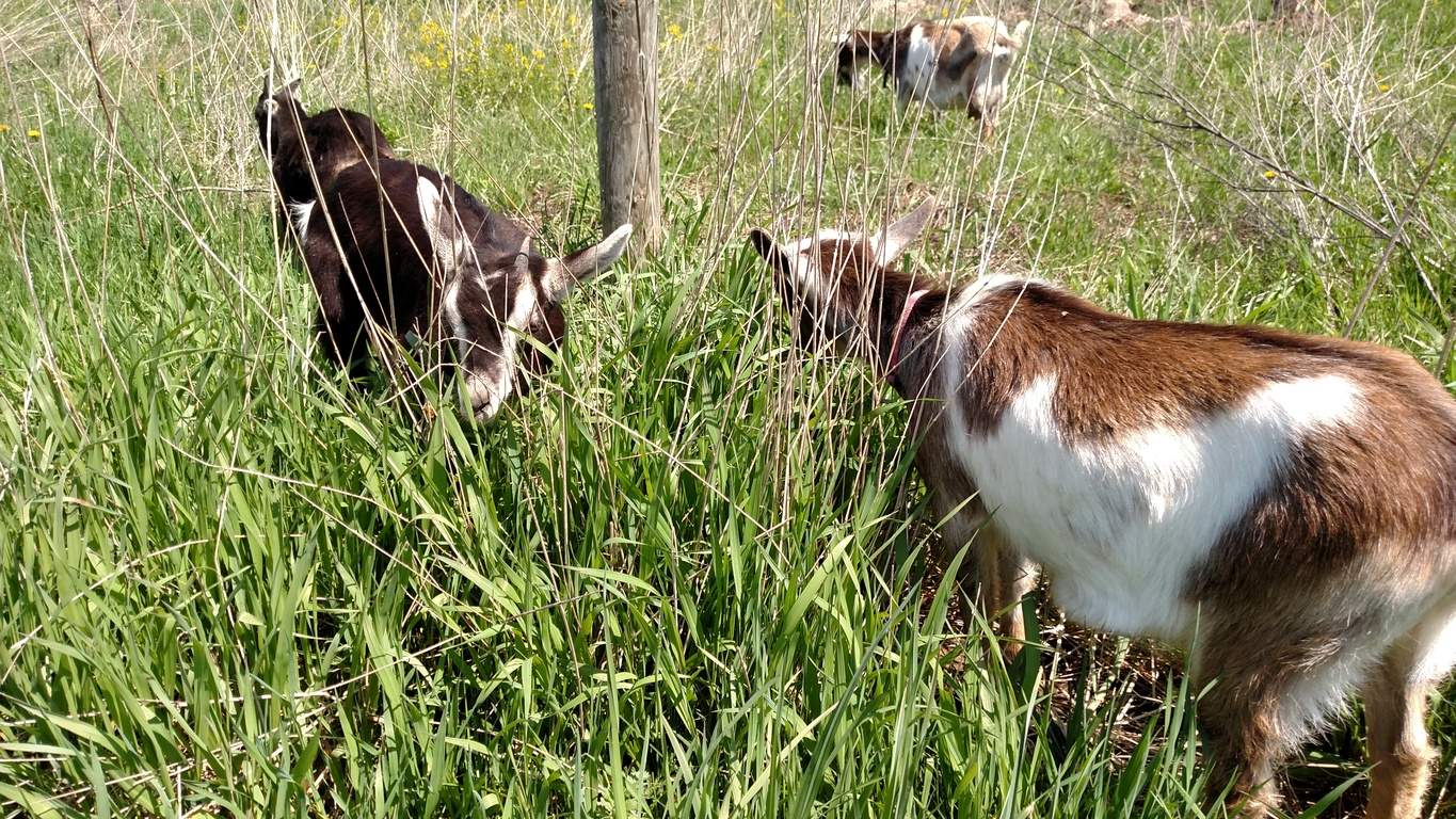 Does grazing