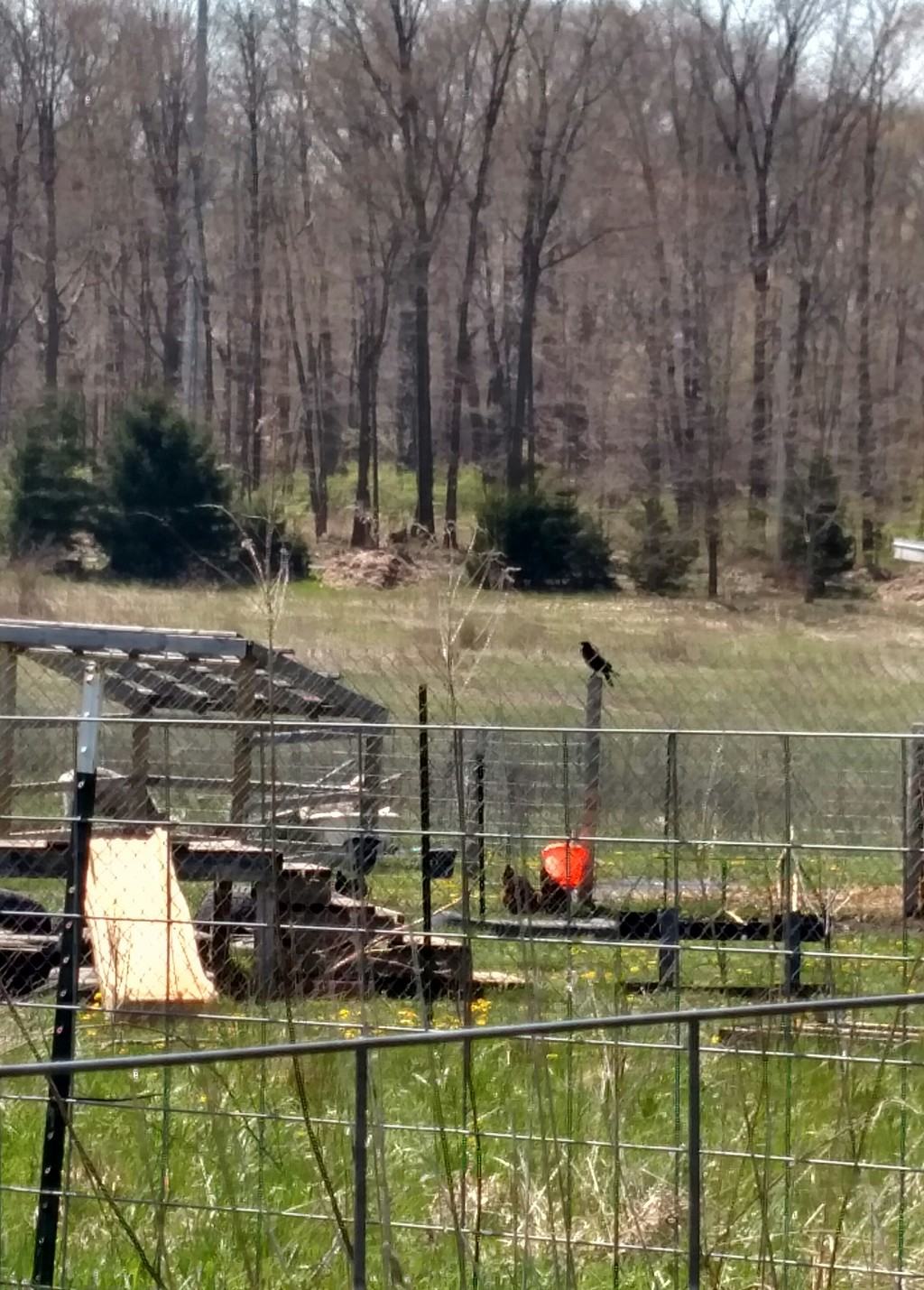 Crow