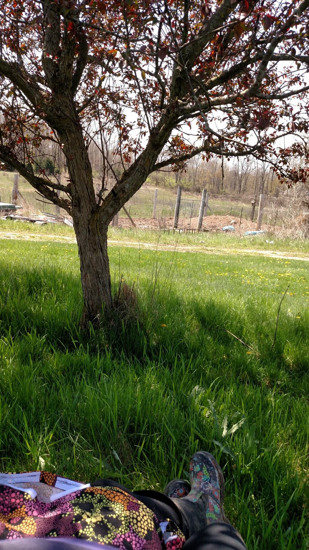 Ornamental Crabapple Tree